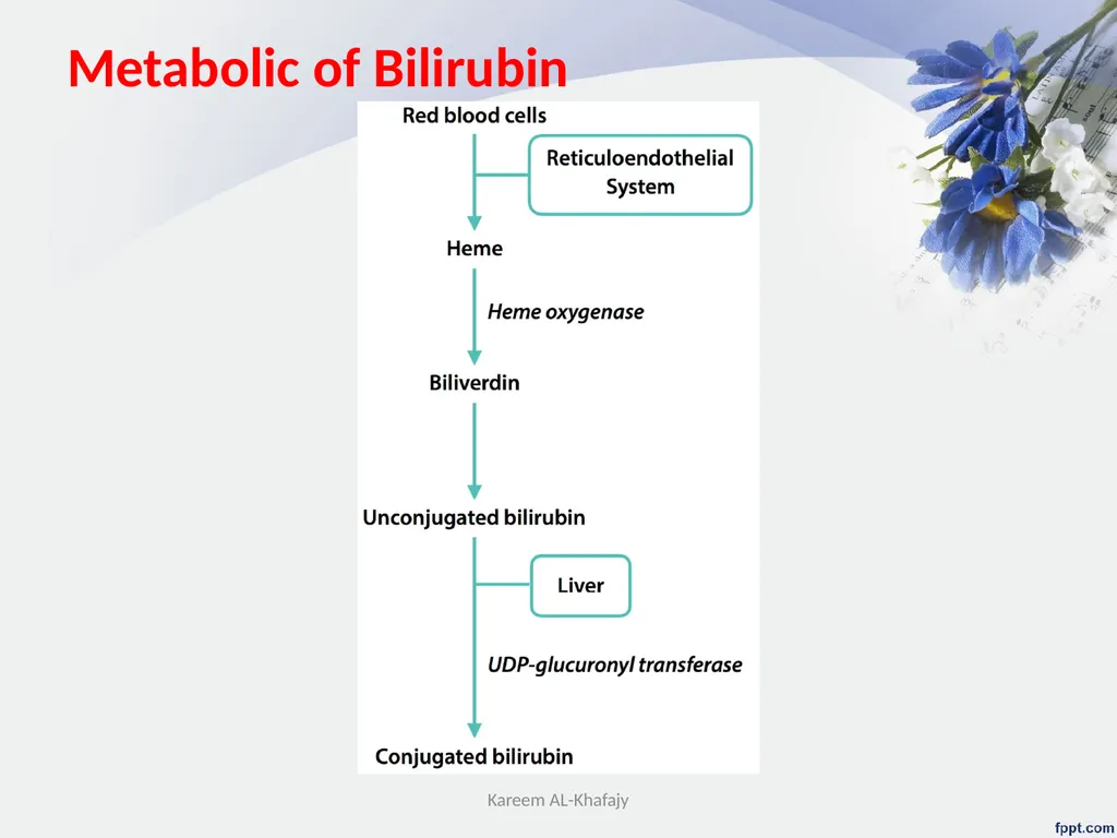 Jaundice (Hyperbilirubinemia) Lecturer Assistant - slide 5 of 16