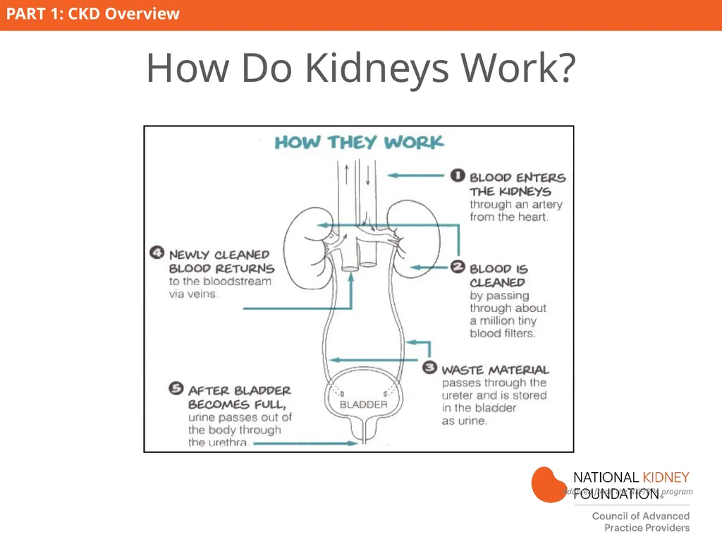 Kidney Disease Education PART 1: CKD Overview - slide 3 of 27