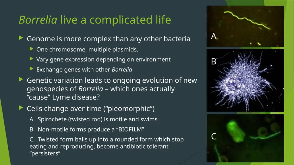 What makes Lyme disease such a medical challenge? - slide 6 of 11