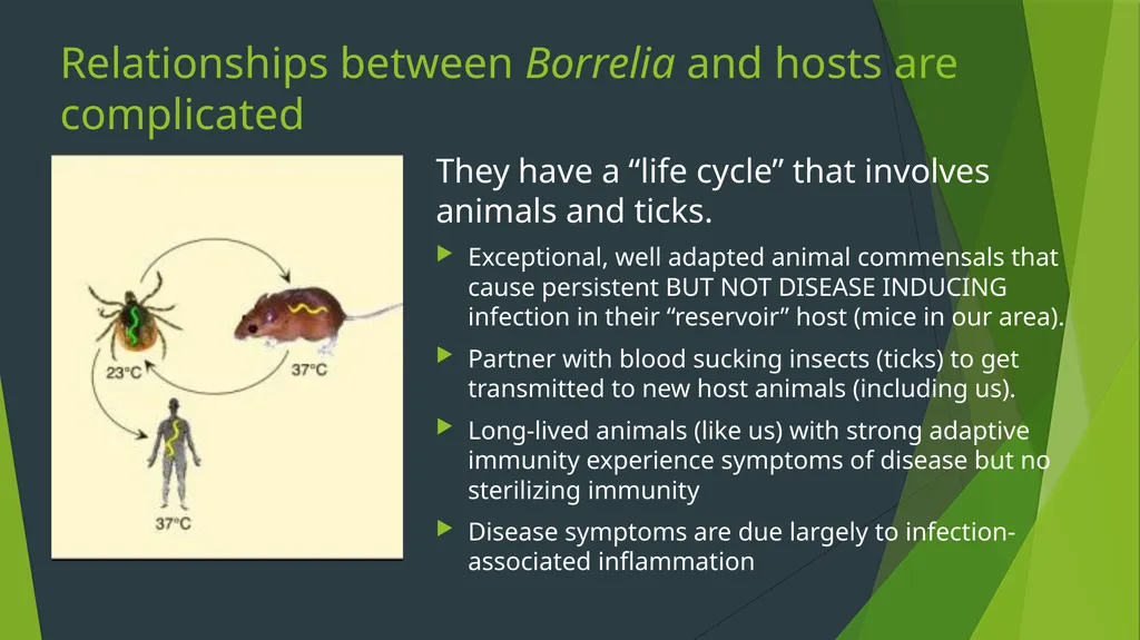 What makes Lyme disease such a medical challenge? - slide 5 of 11