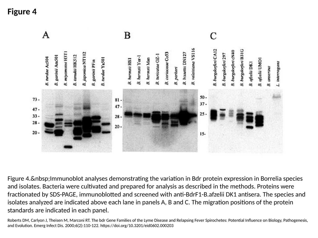 Figure 4 Figure 4.&nbsp;Immunoblot analyses