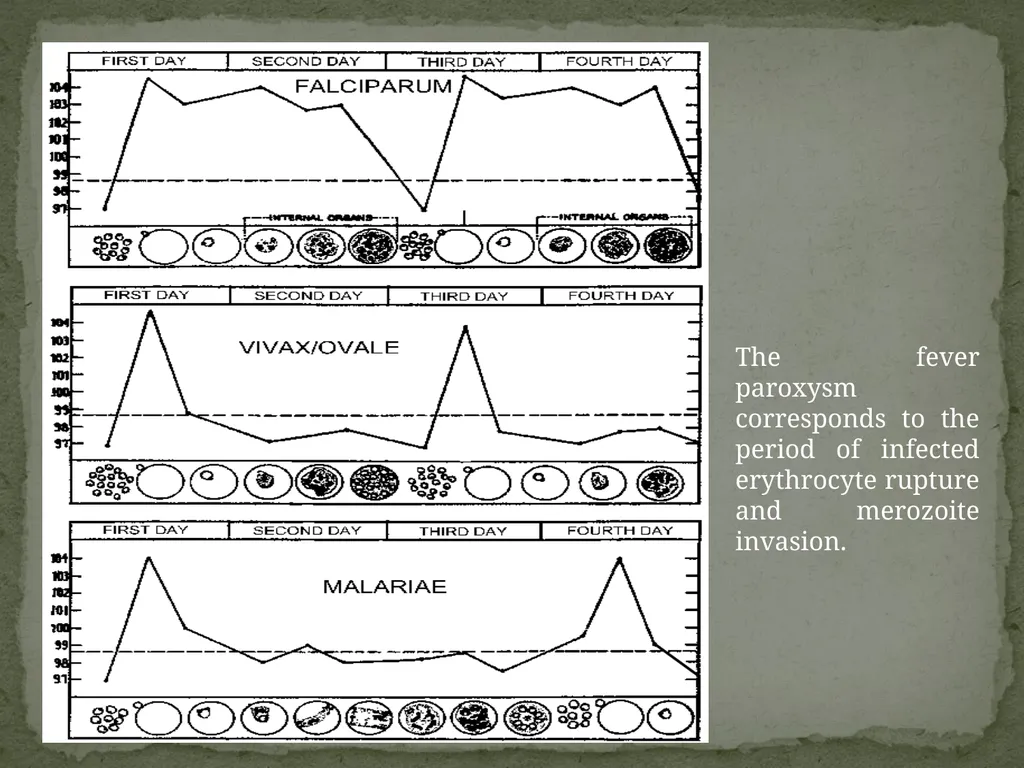 Malaria mosquito-borne infectious disease caused - slide 8 of 36