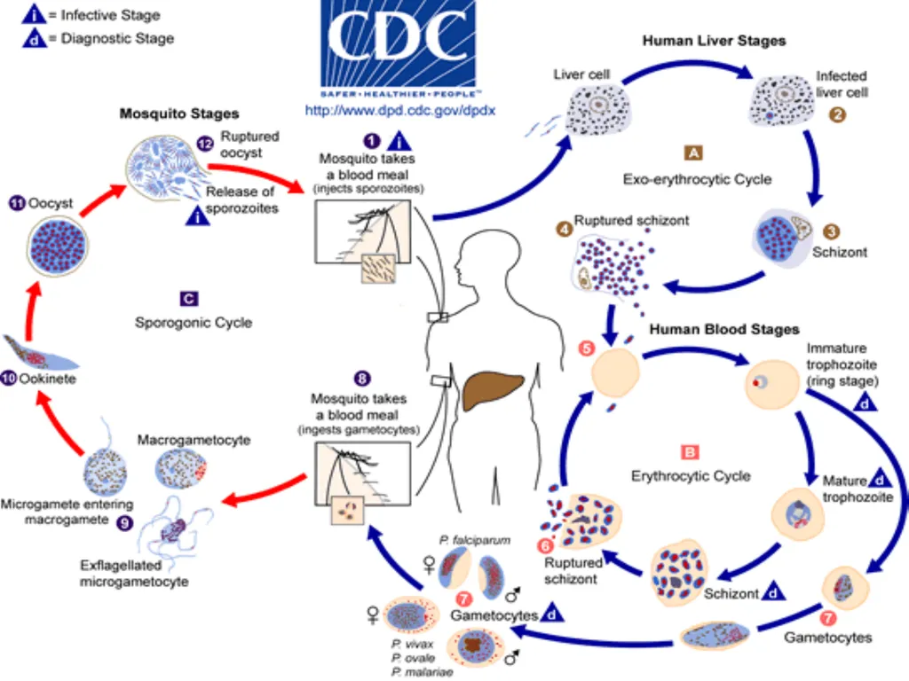 MALARIA By TARIK ZAHER Assistant Professor of - slide 14 of 46