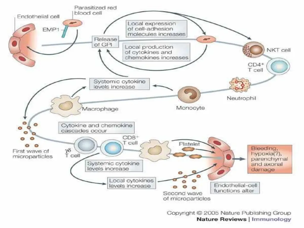 MALARIA By TARIK ZAHER Assistant Professor of - slide 16 of 46