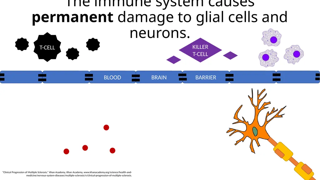 Multiple Sclerosis Kiera Borthwick “What does MS - slide 6 of 12