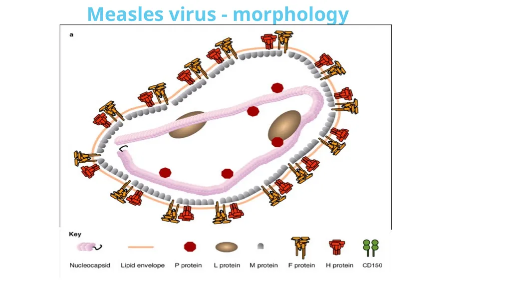 PARAMYXOVIRIDAE INFECTIONS 1 PARAMYXOVIRIDAE - slide 41 of 51
