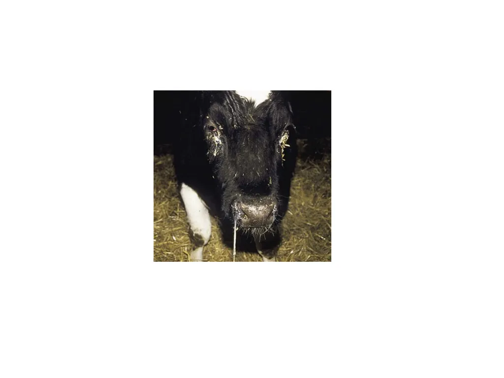 Department of Veterinary Medicine Bihar Veterinary - slide 11 of 16