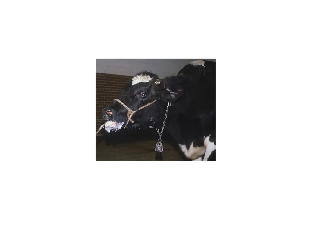 Department of Veterinary Medicine Bihar Veterinary - slide 9 of 16