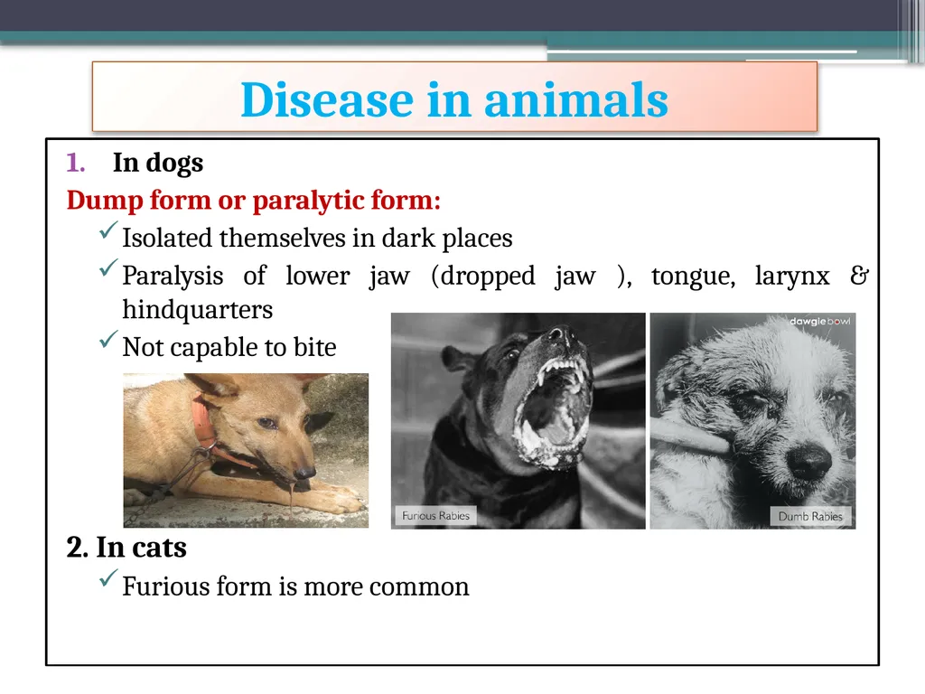 ‘Veterinary Epidemiology & Zoonoses’ VPH-321 - slide 11 of 22