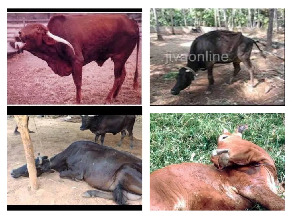 Rabies Hydrophobia, lyssa or lytta By Dr/ Marawan - slide 14 of 22