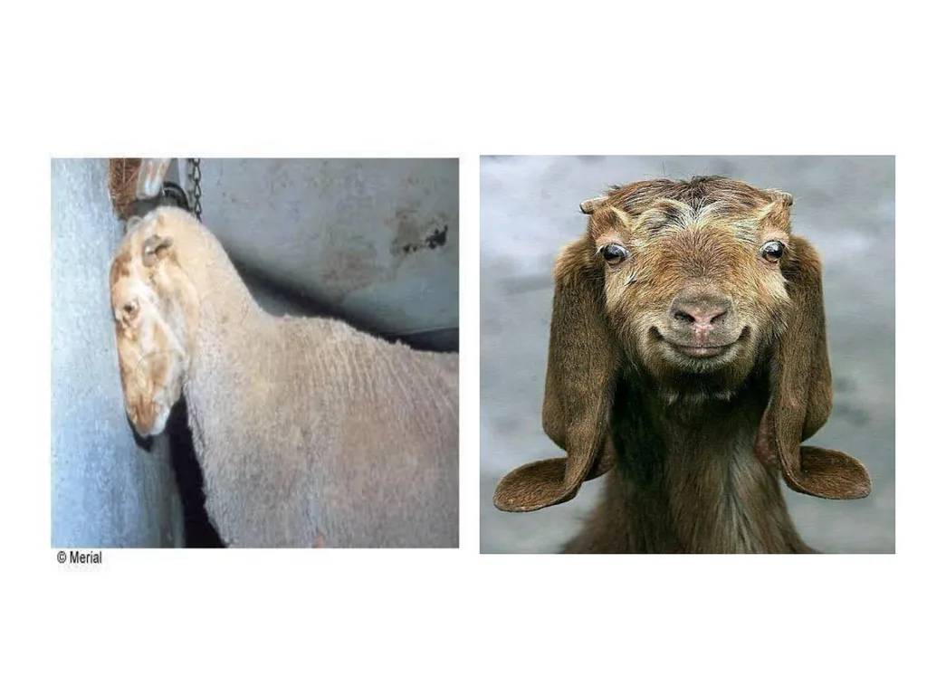 Rabies Hydrophobia, lyssa or lytta By Dr/ Marawan - slide 15 of 22