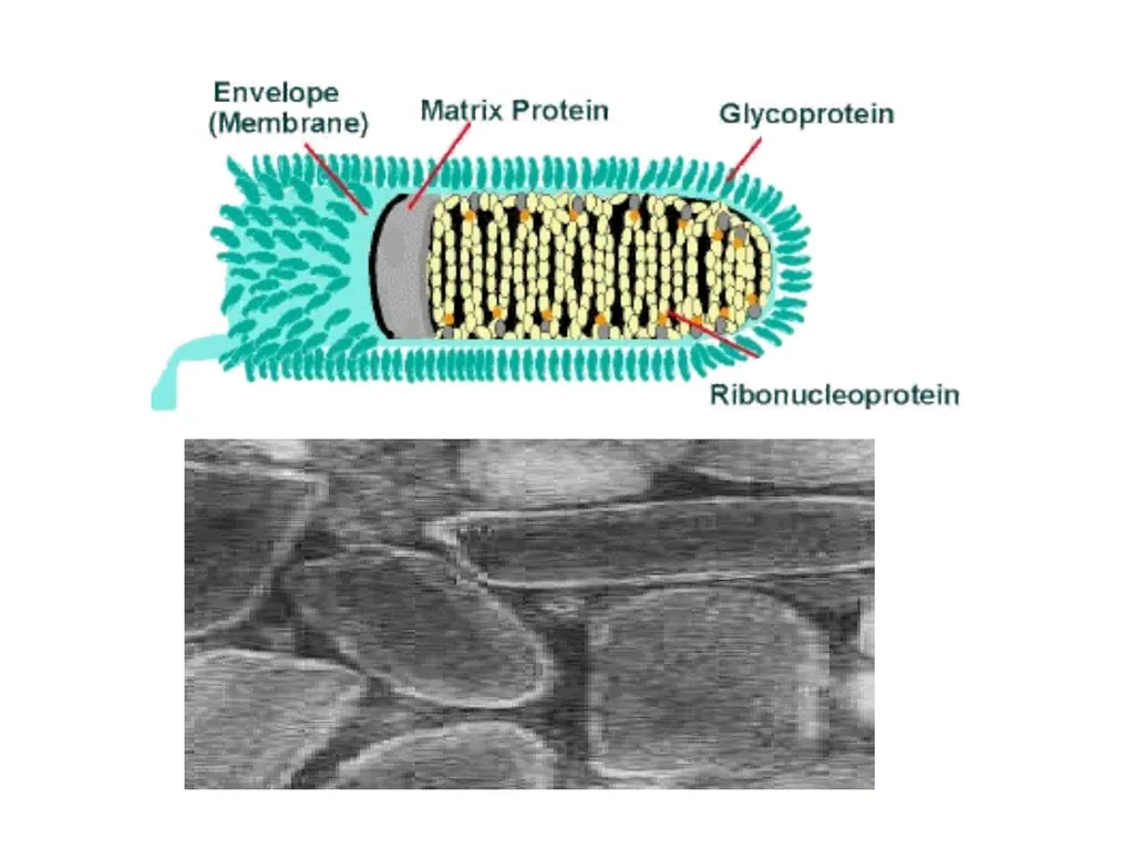 Rabies Hydrophobia, lyssa or lytta By Dr/ Marawan - slide 5 of 22