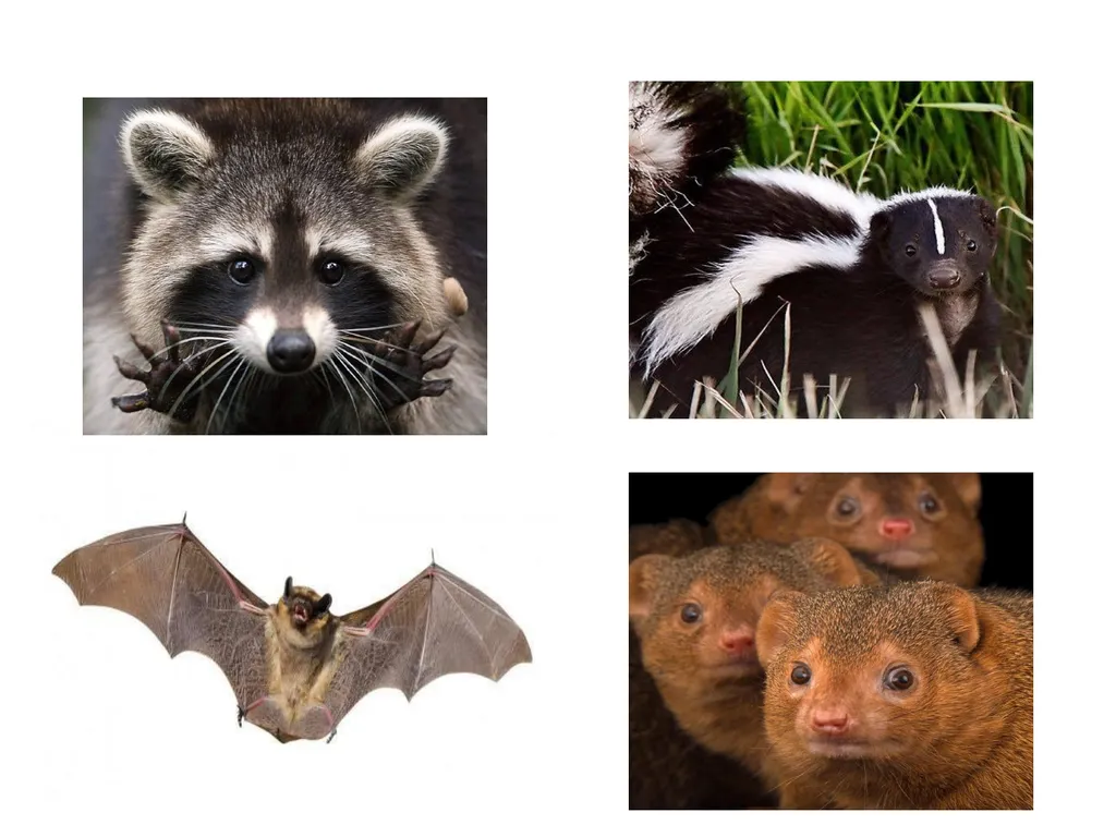 Rabies Hydrophobia, lyssa or lytta By Dr/ Marawan - slide 7 of 22