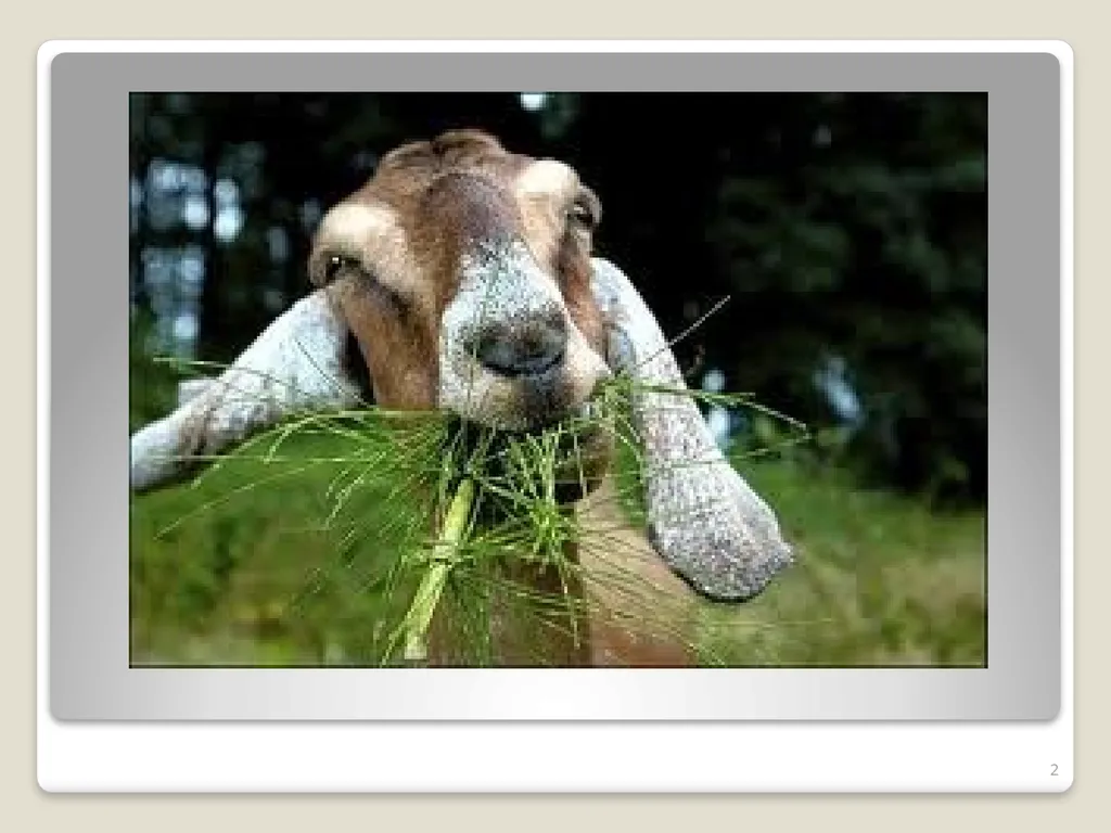 Don’t Let Rabies Get Your Goat! A collaboration - slide 2 of 20