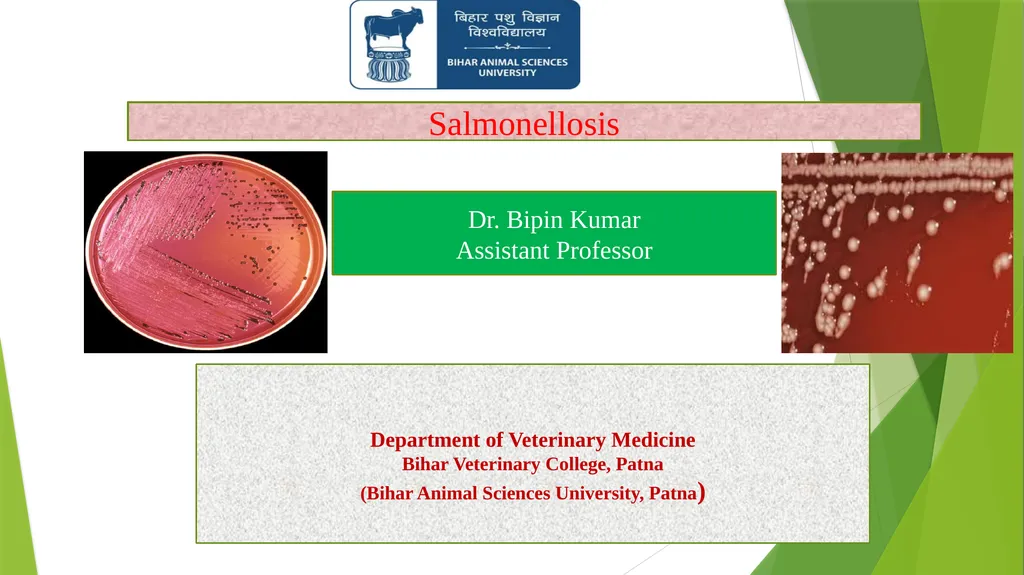 Salmonellosis Dr. Bipin Kumar Assistant Professor - slide 1 of 15