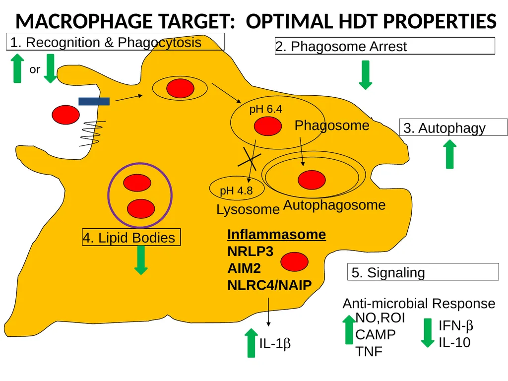 M. tuberculosis, Macrophages, & HDTs Thomas Hawn, - slide 3 of 3