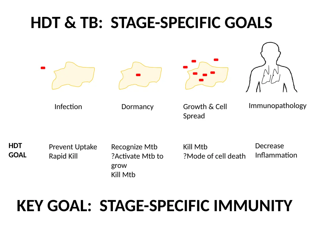 M. tuberculosis, Macrophages, & HDTs Thomas Hawn, - slide 2 of 3