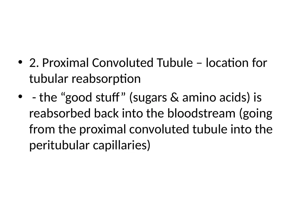 Urinary System I. Functions of the Urinary System - slide 30 of 35
