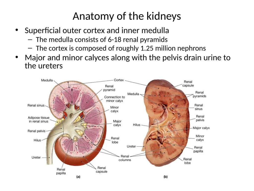 Urinary System I. Functions of the Urinary System - slide 21 of 35
