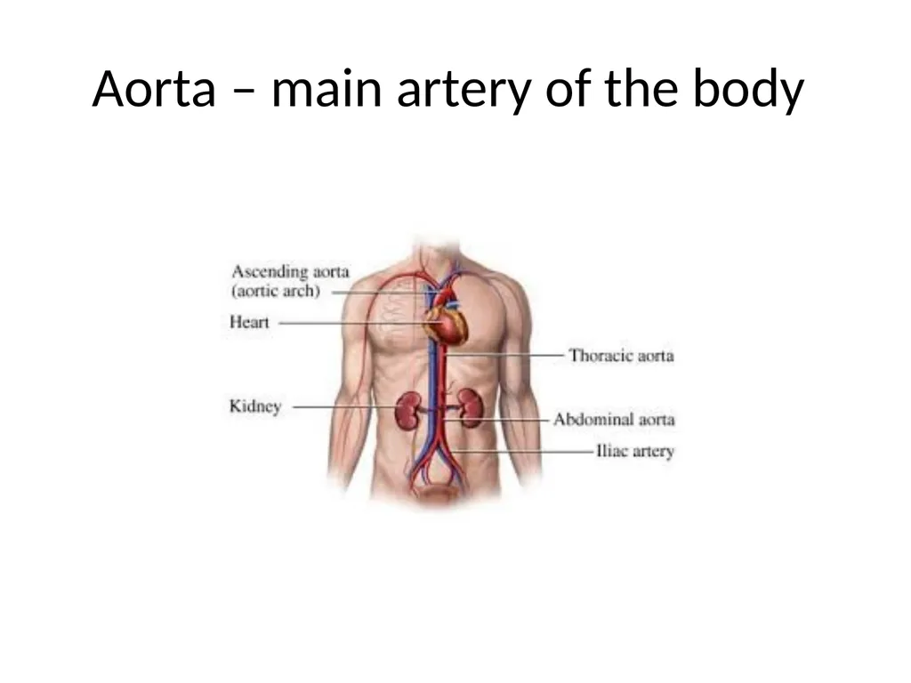 Urinary System I. Functions of the Urinary System - slide 5 of 35