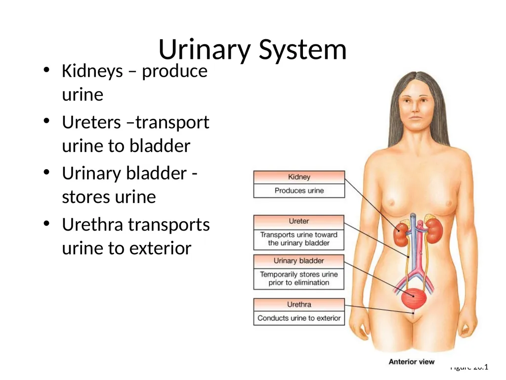 Urinary System I. Functions of the Urinary System - slide 17 of 35