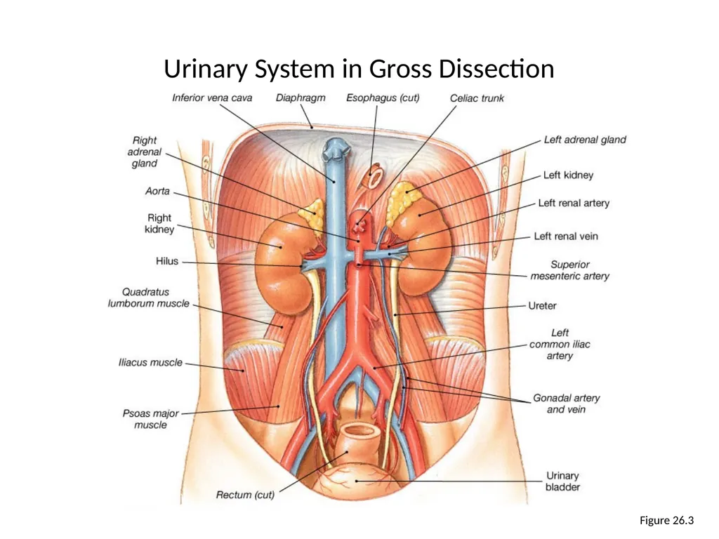 Urinary System I. Functions of the Urinary System - slide 19 of 35