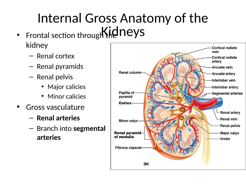 Urinary System I. Functions of the Urinary System - slide 20 of 35