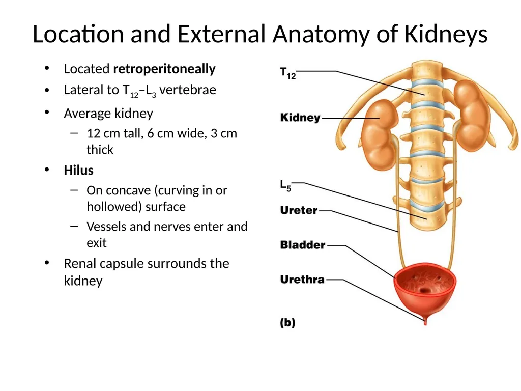 Urinary System I. Functions of the Urinary System - slide 18 of 35