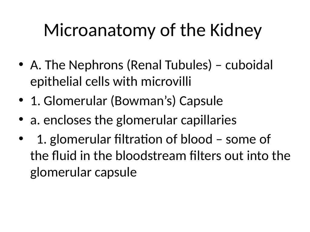 Urinary System I. Functions of the Urinary System - slide 29 of 35