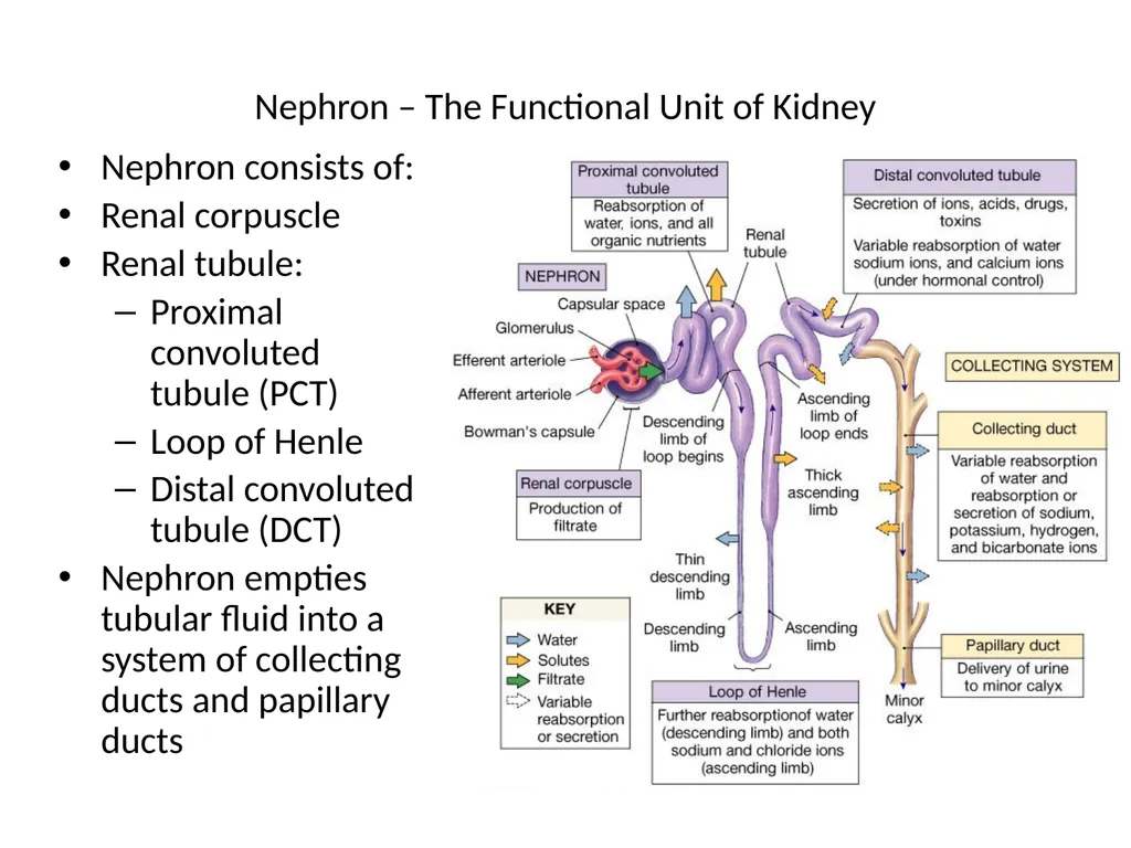 Urinary System I. Functions of the Urinary System - slide 22 of 35