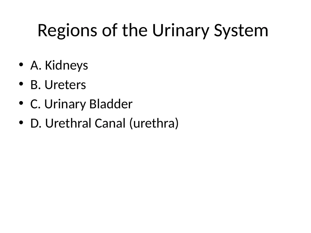 Urinary System I. Functions of the Urinary System - slide 4 of 35