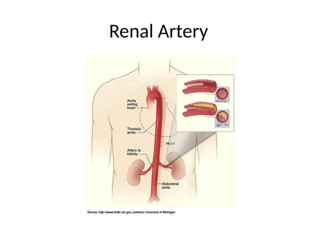 Urinary System I. Functions of the Urinary System - slide 6 of 35