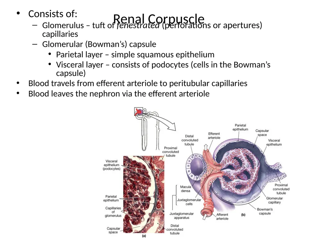 Urinary System I. Functions of the Urinary System - slide 23 of 35