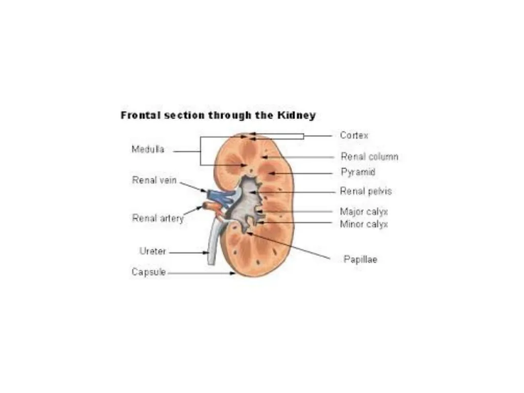 Urinary System I. Functions of the Urinary System - slide 12 of 35