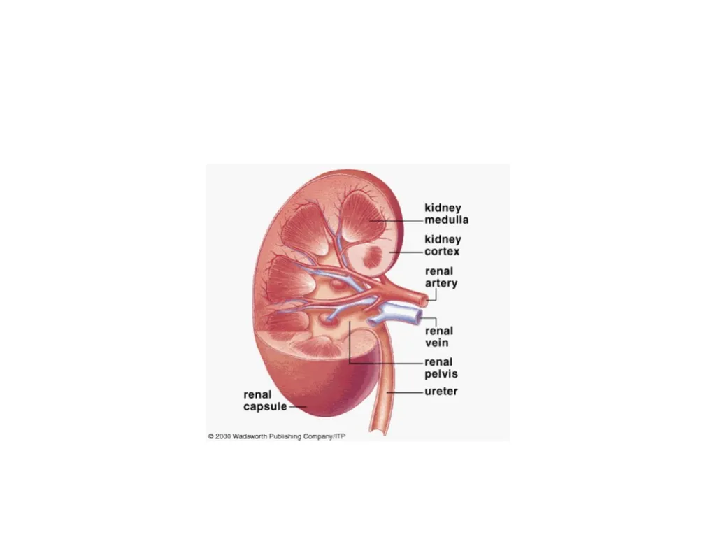 Urinary System I. Functions of the Urinary System - slide 13 of 35
