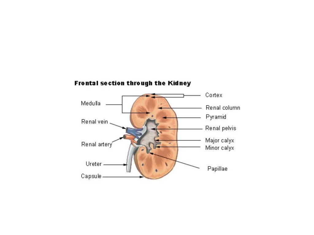 Urinary System I. Functions of the Urinary System - slide 14 of 35