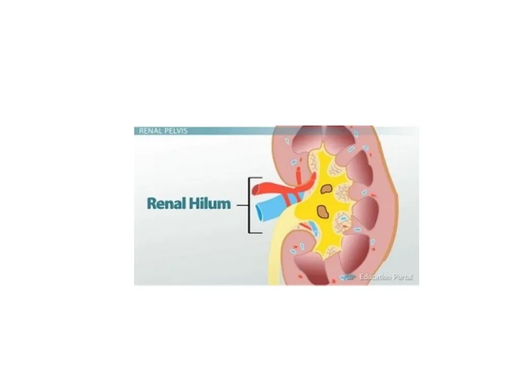 Urinary System I. Functions of the Urinary System - slide 15 of 35