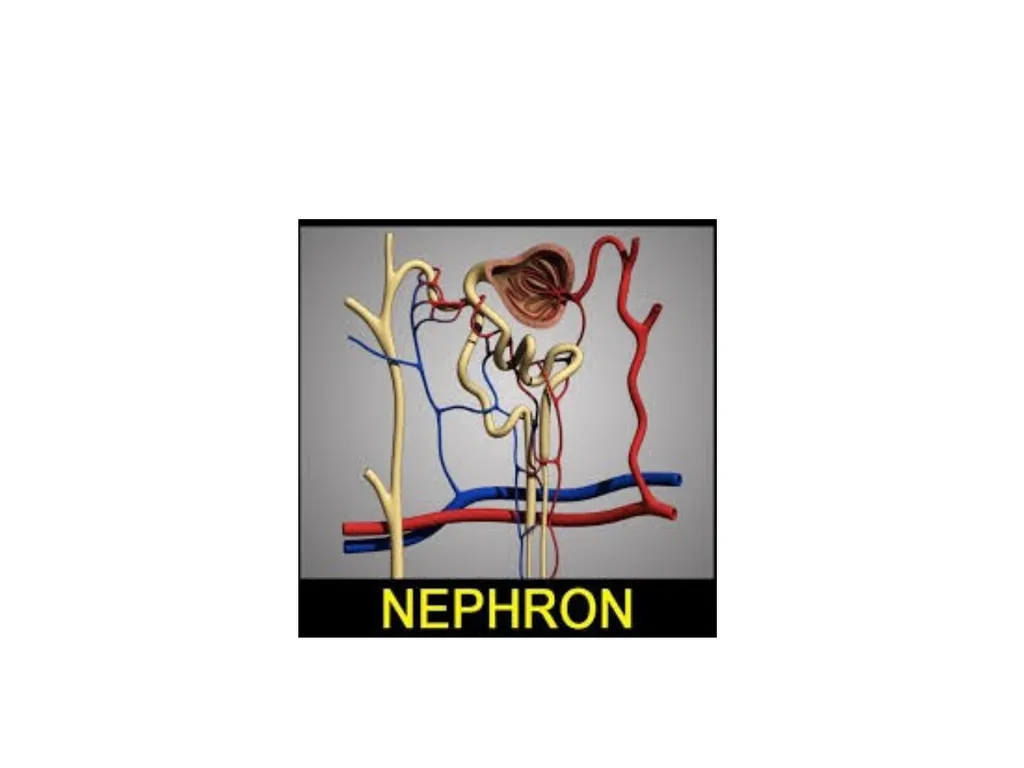 Urinary System I. Functions of the Urinary System - slide 16 of 35