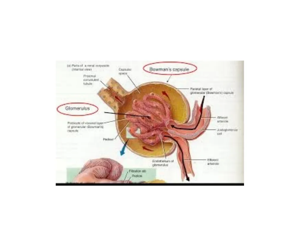 Urinary System I. Functions of the Urinary System - slide 31 of 35