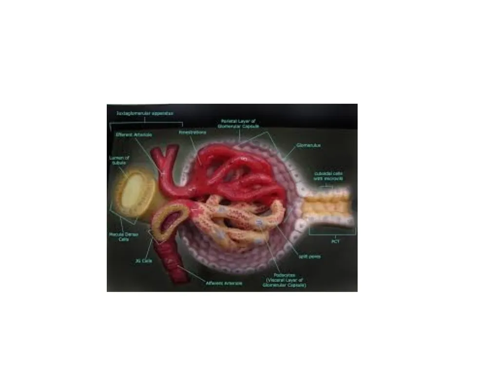 Urinary System I. Functions of the Urinary System - slide 32 of 35