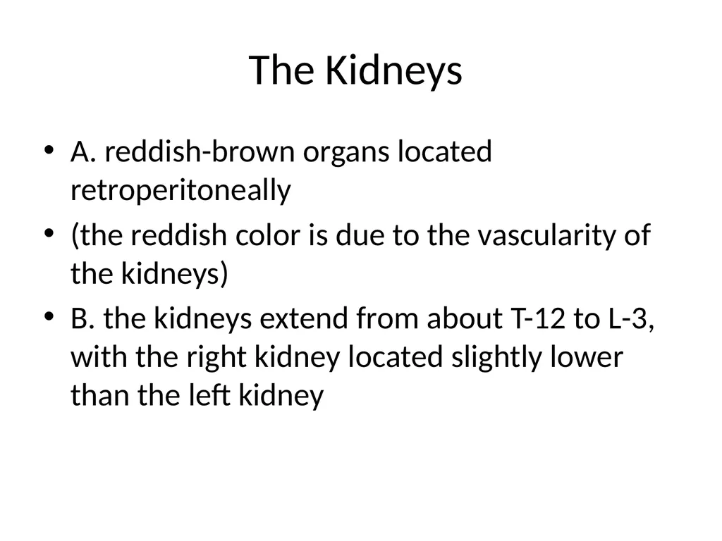 Urinary System I. Functions of the Urinary System - slide 9 of 35