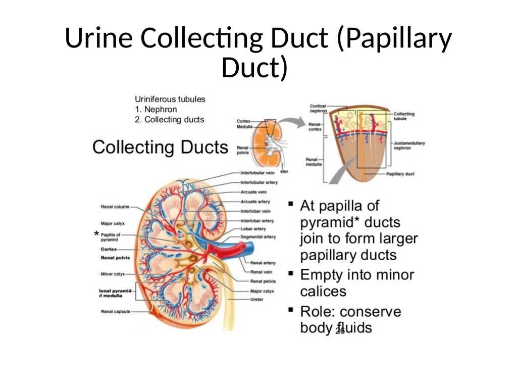 Urinary System I. Functions of the Urinary System - slide 24 of 35