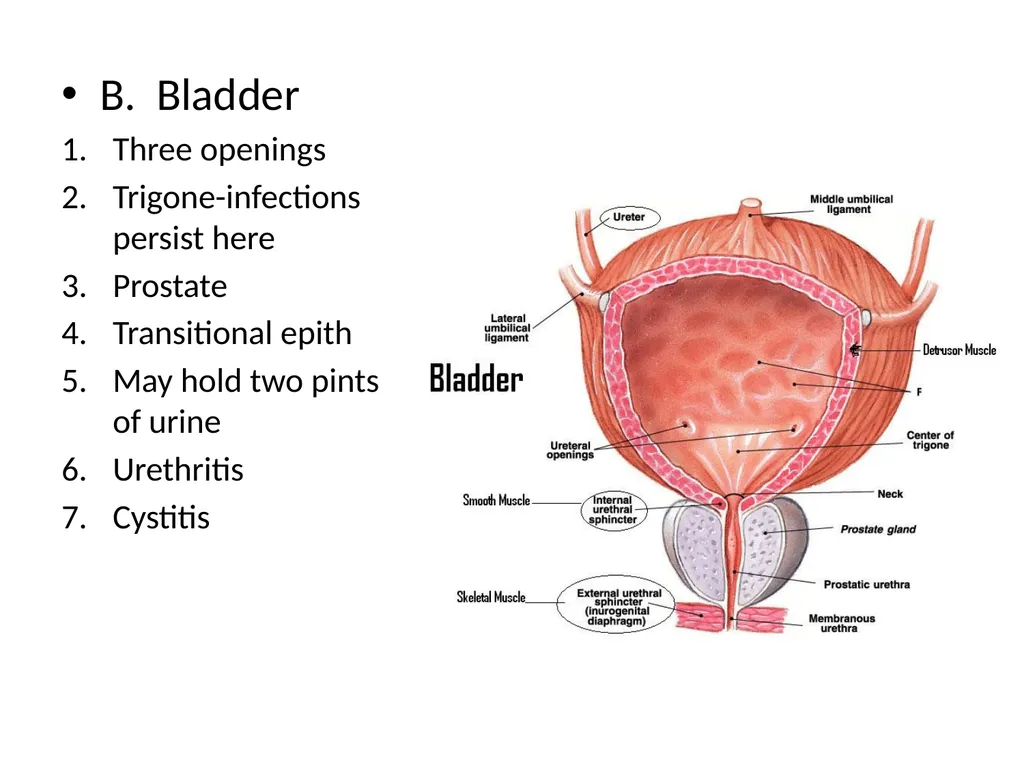 The Urinary System I. Functions A. Maintain and - slide 13 of 13