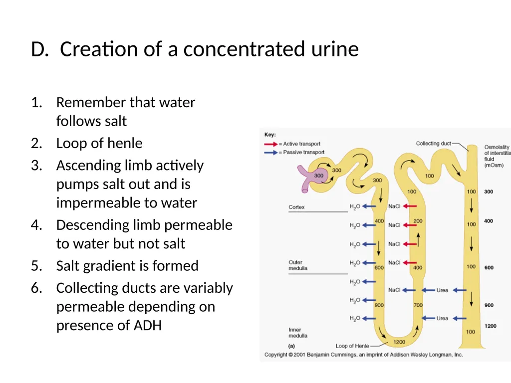The Urinary System I. Functions A. Maintain and - slide 11 of 13