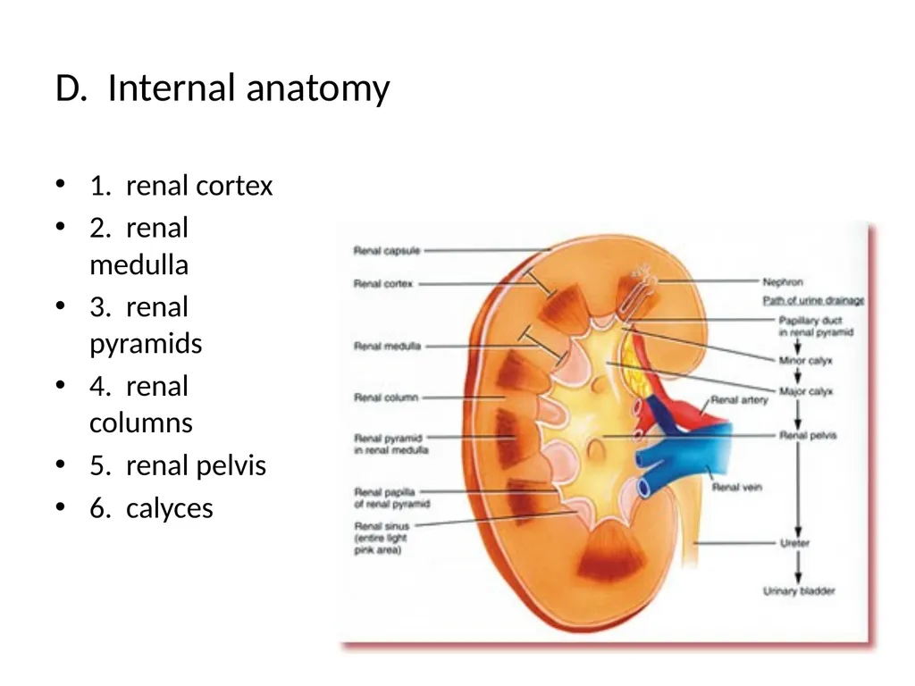 The Urinary System I. Functions A. Maintain and - slide 5 of 13