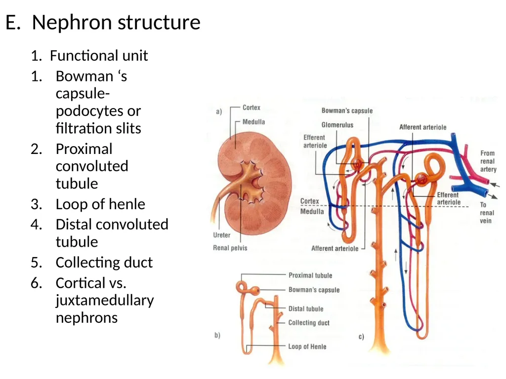 The Urinary System I. Functions A. Maintain and - slide 6 of 13