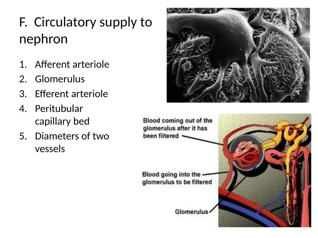 The Urinary System I. Functions A. Maintain and - slide 7 of 13