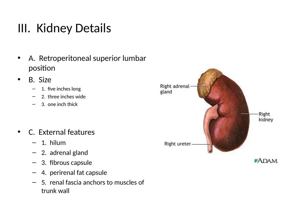 The Urinary System I. Functions A. Maintain and - slide 4 of 13