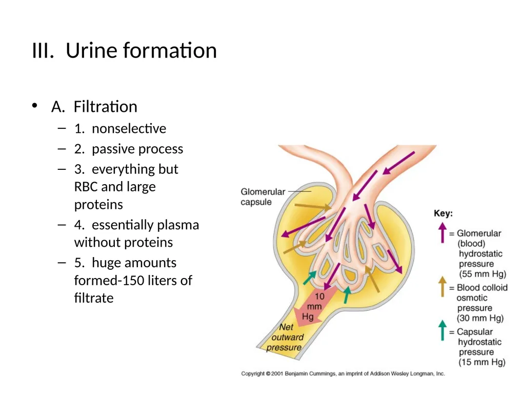 The Urinary System I. Functions A. Maintain and - slide 8 of 13