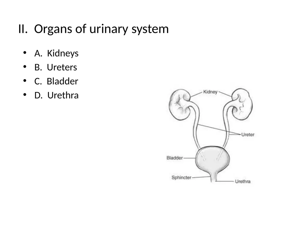 The Urinary System I. Functions A. Maintain and - slide 3 of 13